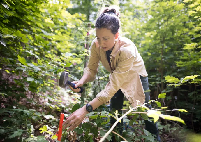 Studying forest data