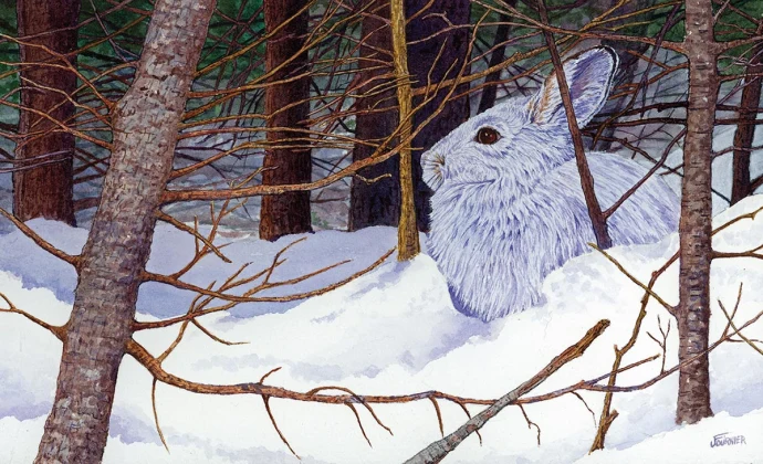 Snowshoe