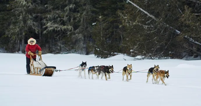Dogsled