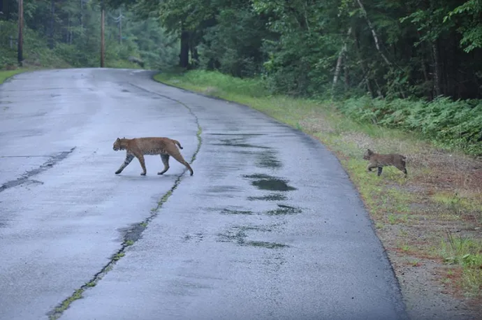 5_bobcat_macfawn.jpg