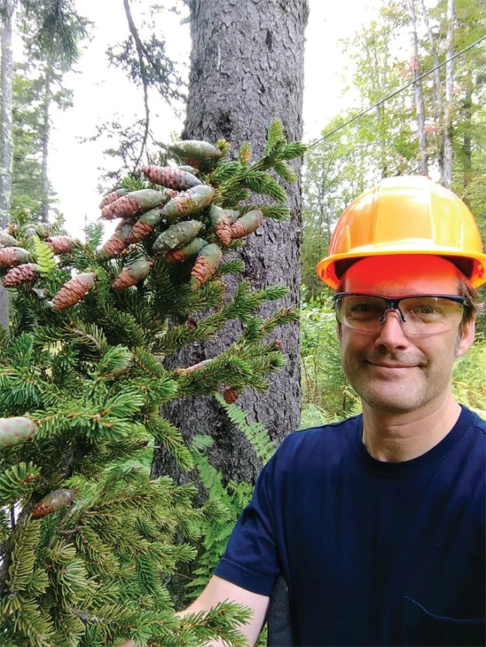 Spruce cones