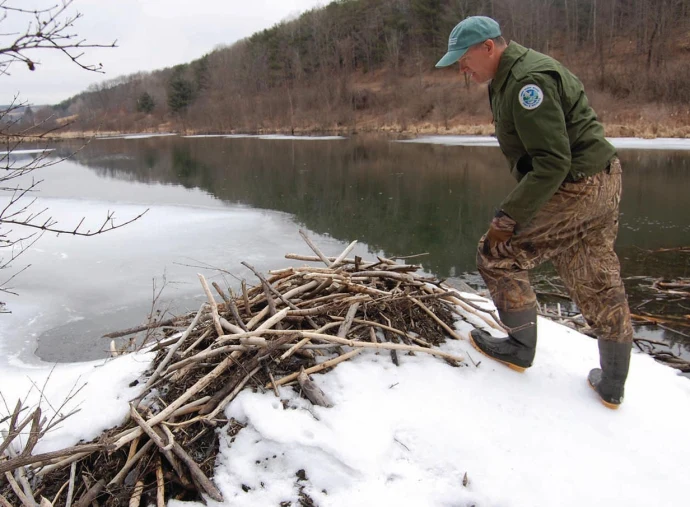 Beaver dam