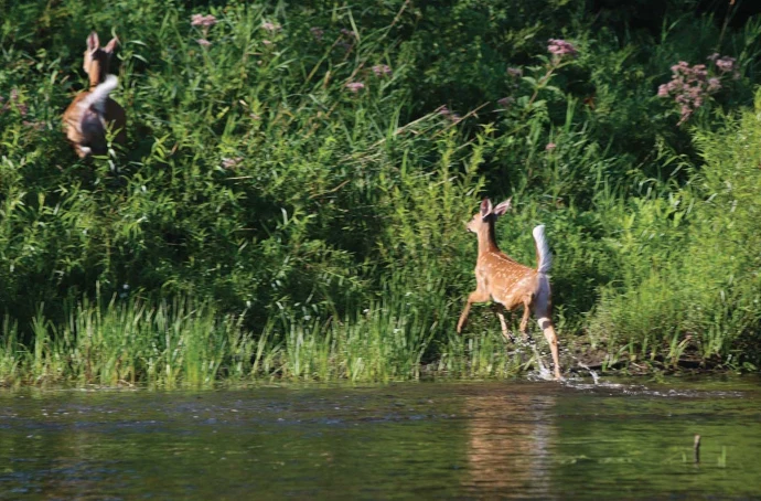 Wildlife corridor