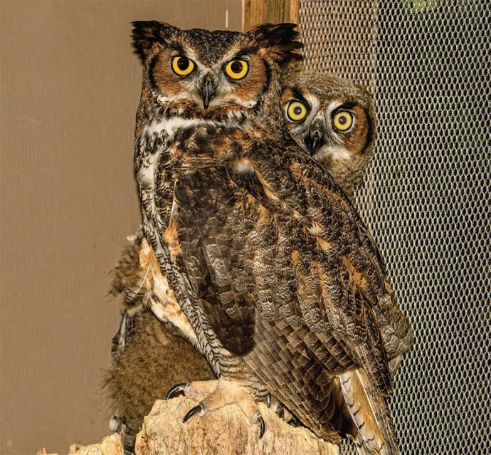 Owl