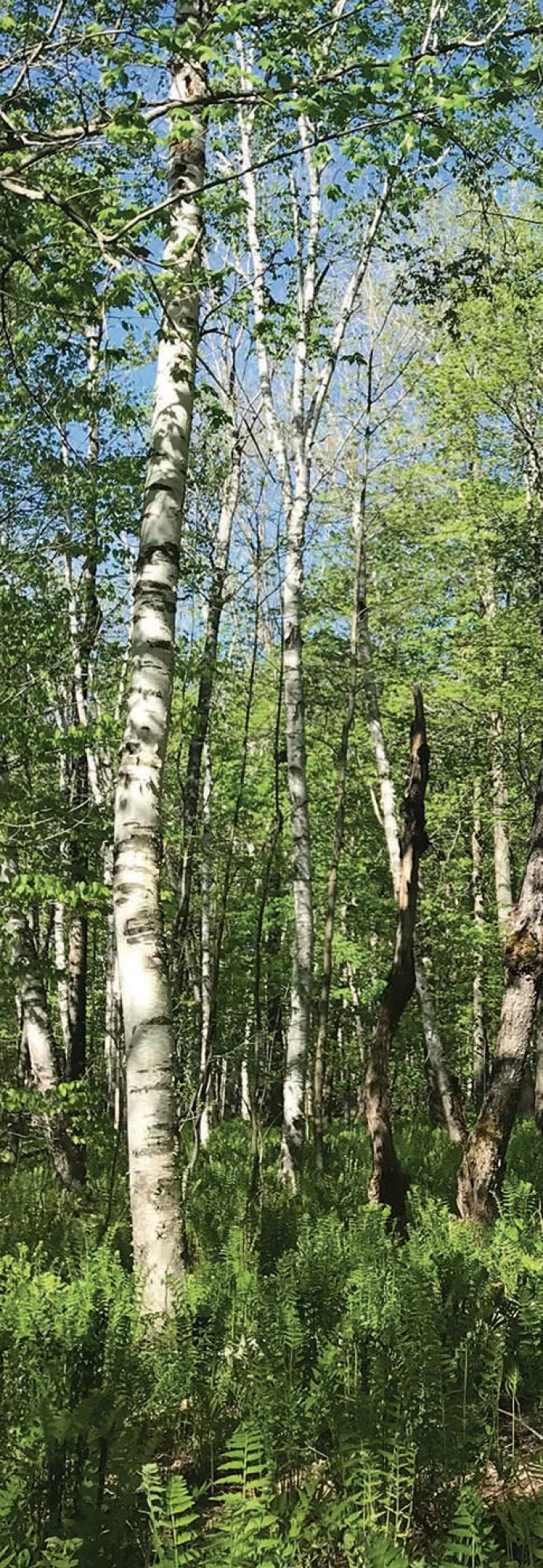 Older forests