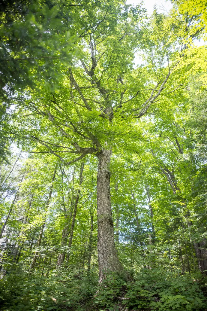 Legacy trees