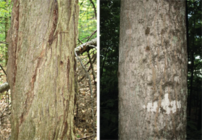 Tree Comparison