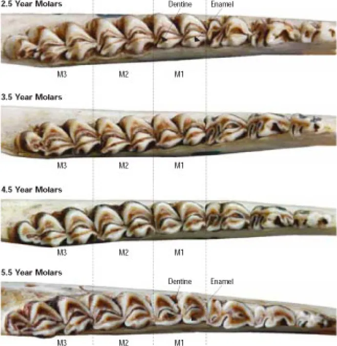 Deer Jaw