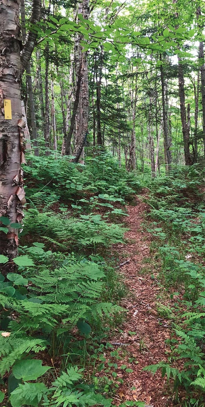 Cohos Trail