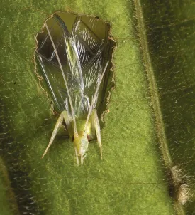 Tree crickets thumbnail