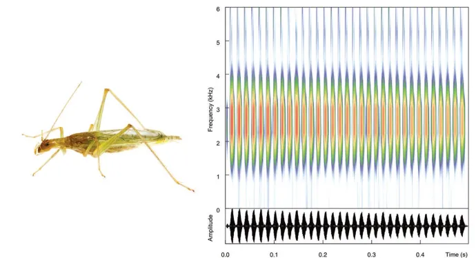 cricket sounds