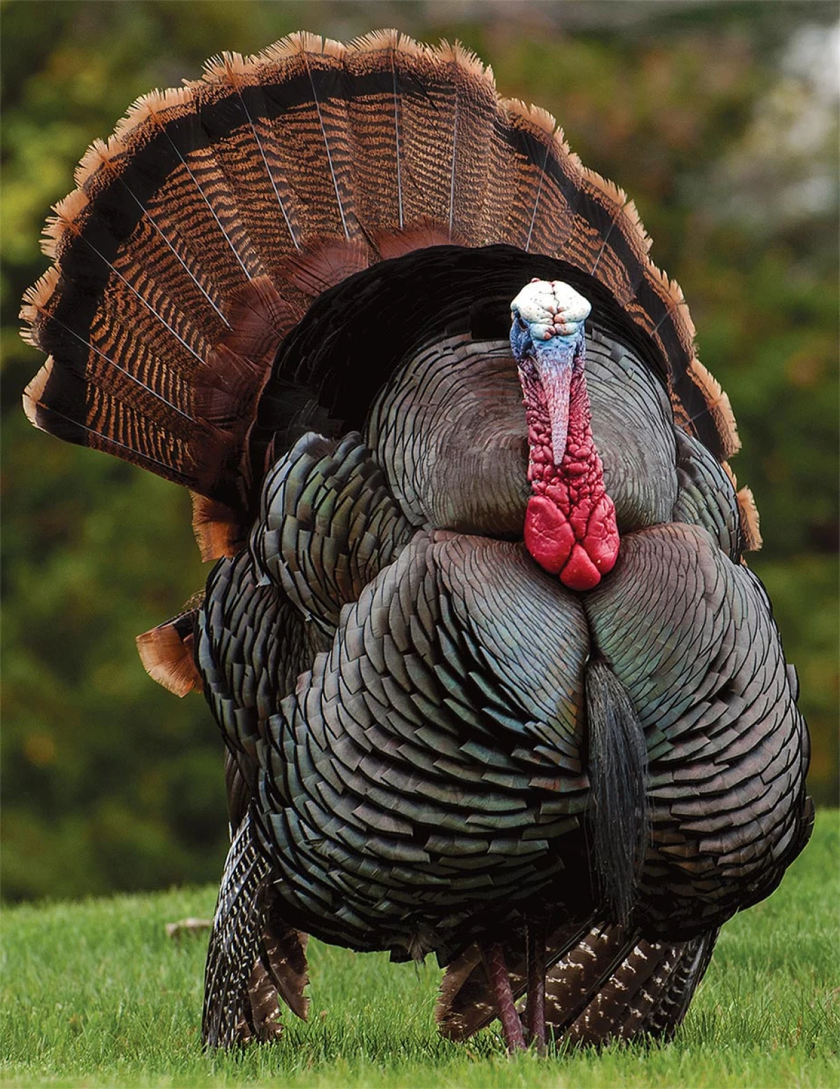 turkey natural history