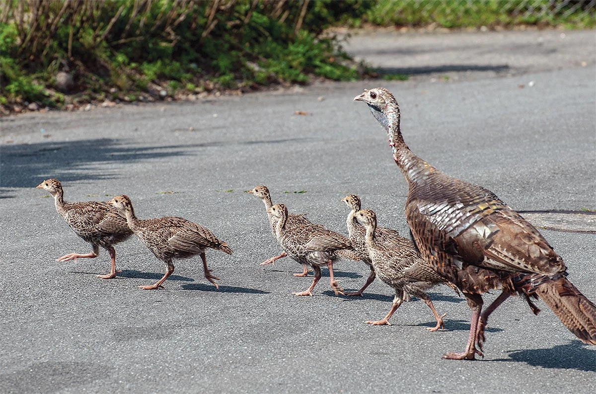 Turkey