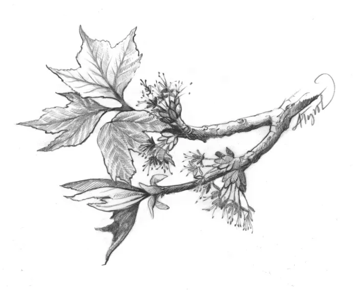 Acer_rubrum.jpg
