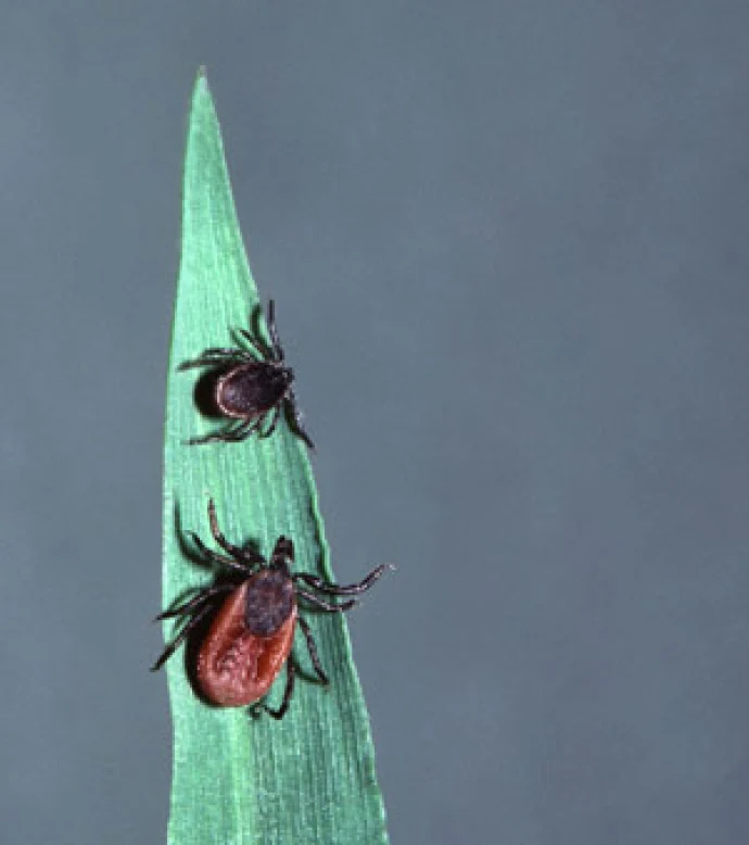 Adult deer tick