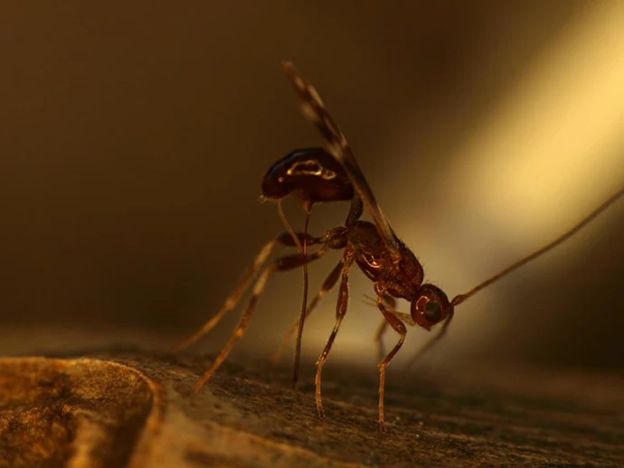 Biocontrol_1.jpg