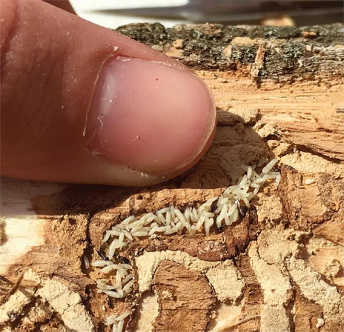 Biocontrol_8.jpg