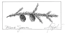 Black_Spruce_web.jpg thumbnail