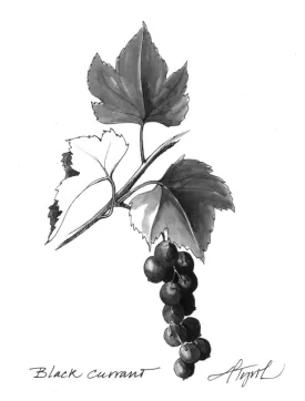 Black_currant.jpg thumbnail