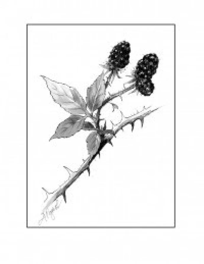 Blackberry.jpg