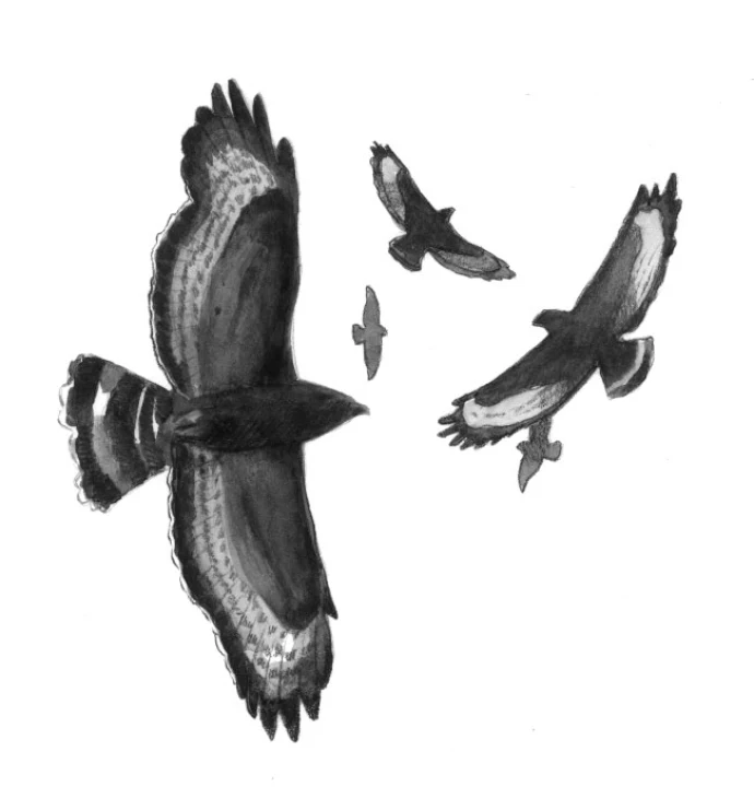 Broadwing_hawks.jpg