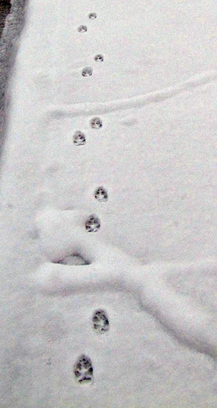 Bryant-Olsen-Flickr-fox-tracks.jpg