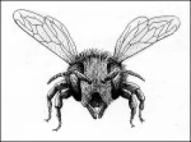Bumblebee_thumb.jpg thumbnail