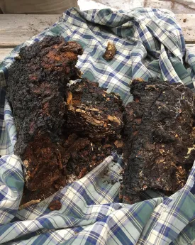 Chaga 1 thumbnail