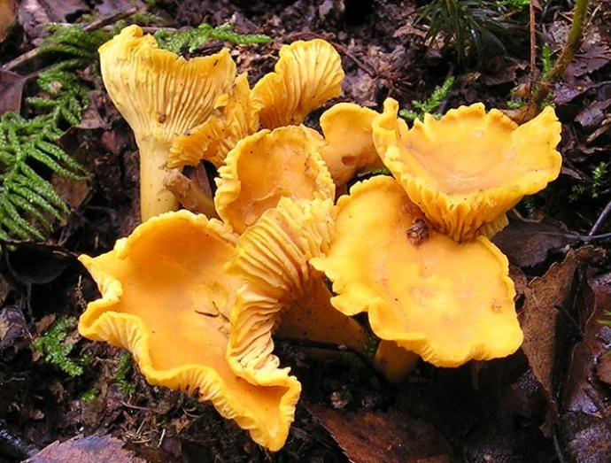 Chanterelle_web.jpg