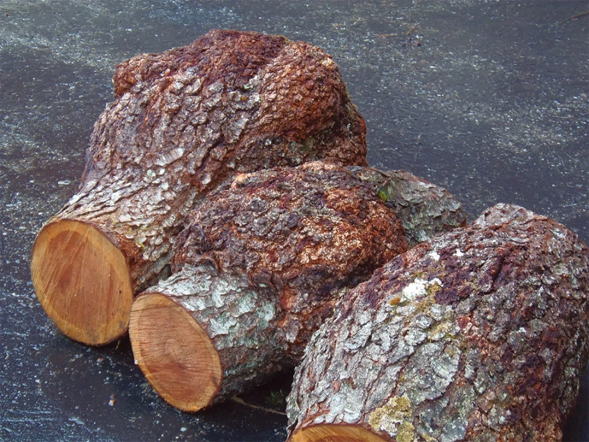 Cherry burl