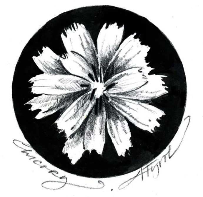 Chicory_web.jpg