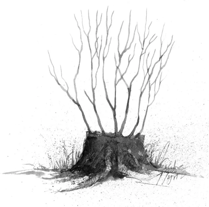 Coppicing_web.jpg