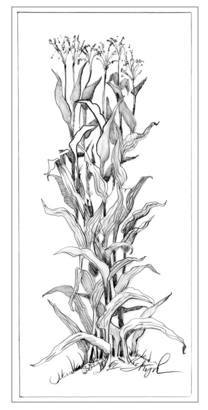 Corn.jpg