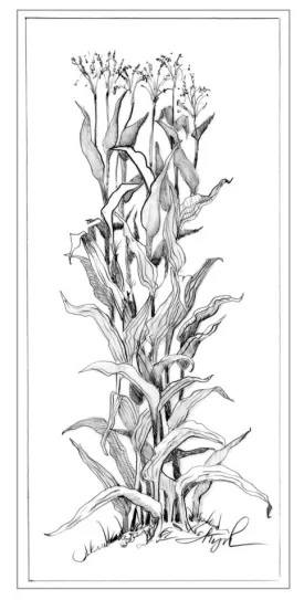 Corn.jpg thumbnail