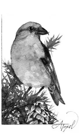Crossbill_web.jpg thumbnail
