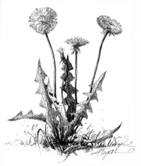 Dandelion_cropped.jpg thumbnail