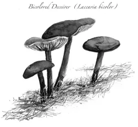 Deceiver_web.jpg thumbnail