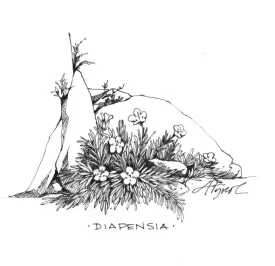 Diapensia_1.jpg thumbnail