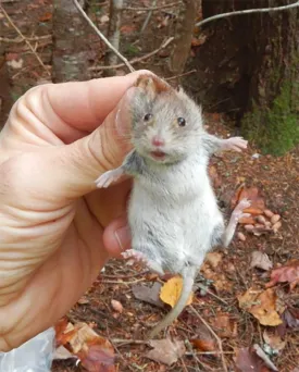 Discoveries_Mouse_win17.jpg thumbnail