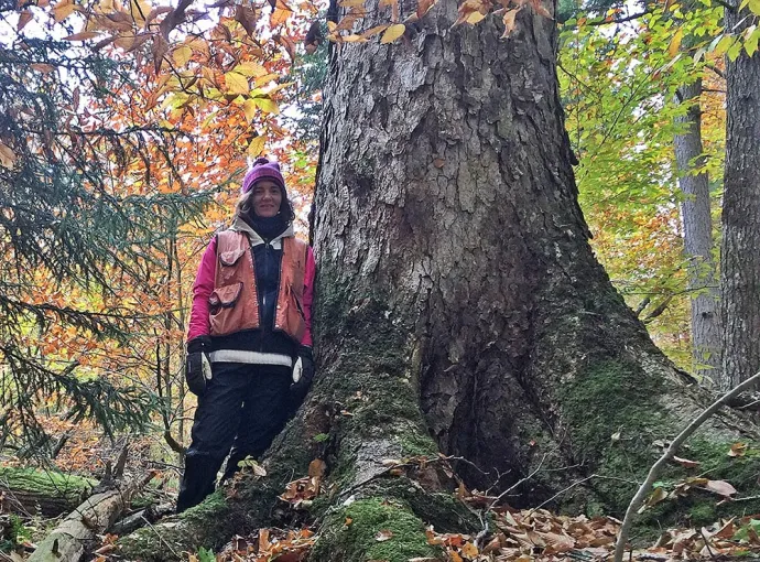 Eastern Old-Growth Forests