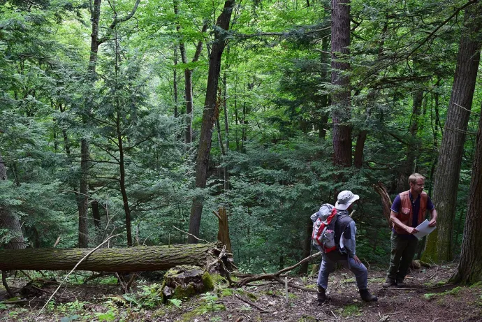 Eastern Old-Growth Forests