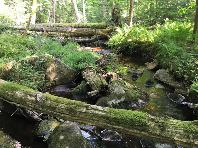 Eastern Old-Growth Forests