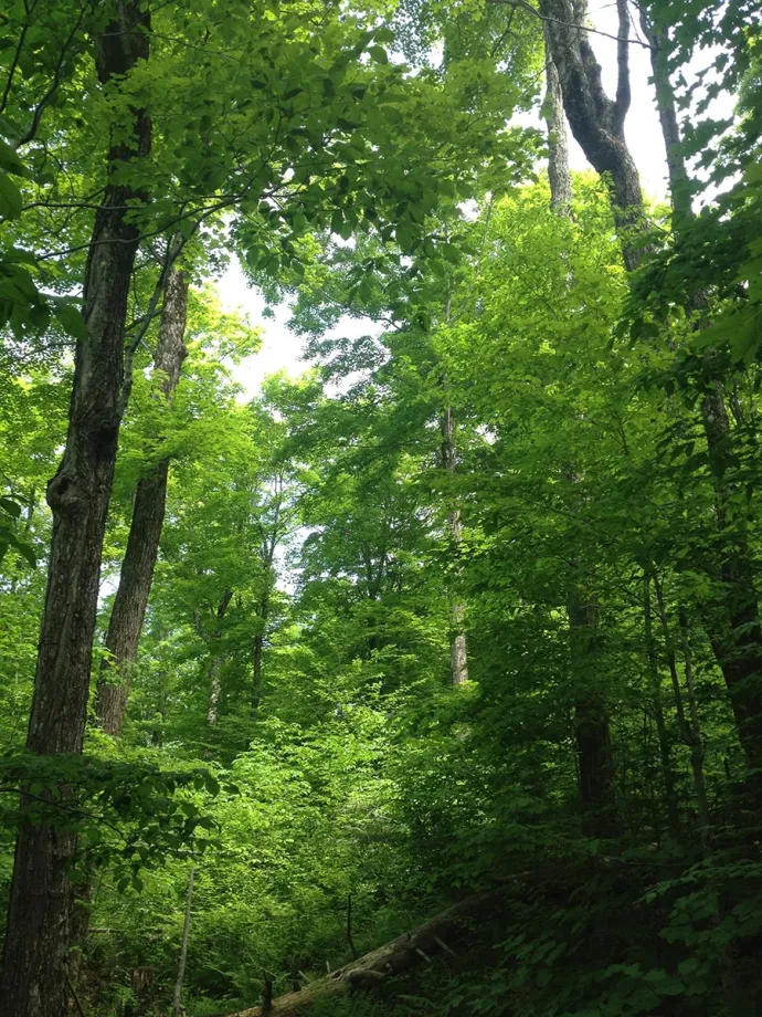 Eastern Old-Growth Forests