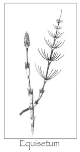 Equisetum_cropped.jpg thumbnail