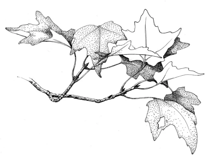 Fall_Color_web.jpg
