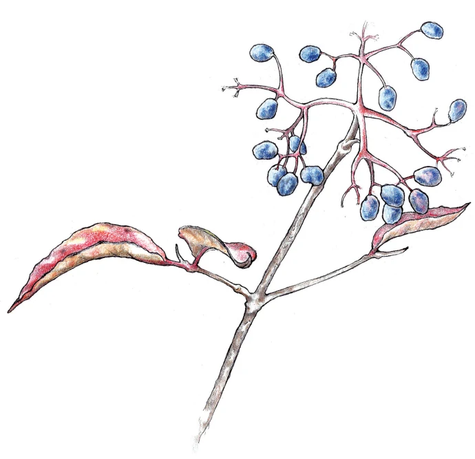 Wild Raisin