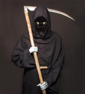 Feral_Cats_1.jpg thumbnail