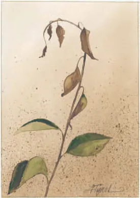 Fire_blight_Page_1_Image_0001.jpg thumbnail