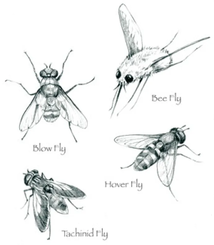 Flies_cropped.jpg