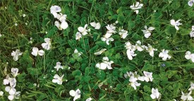 Flowers_bees_w.jpg thumbnail